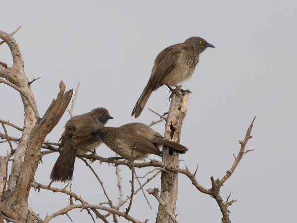 <h3><a href="/trips/tanzania/biota/animalia/chordata/aves/040 passeriformes/091 leiothrichidae/turdoides jardineii/turdoides jardineii-nl.html">Turdoides&nbsp;jardineii</a> / Arrow‑marked&nbsp;babbler / Pijlpuntbabbelaar</h3>OM-1 Mark II met OLYMPUS M.150-400mm F4.5, 1/2000 sec  bij F4.5, ISO 640, afstand 22.8&nbsp;m